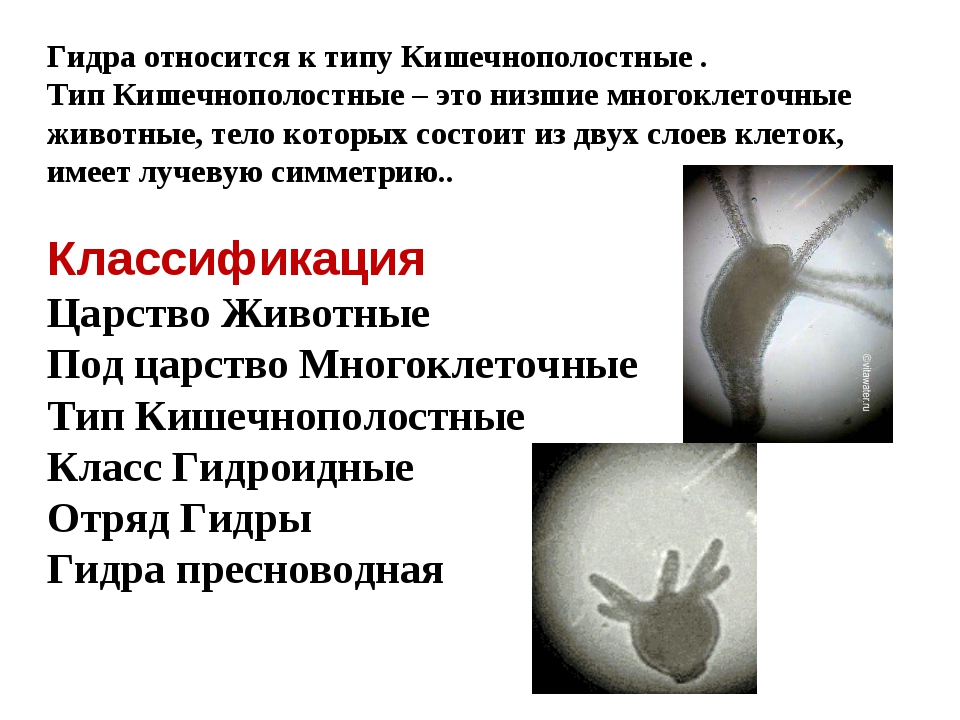 Что продает кракен